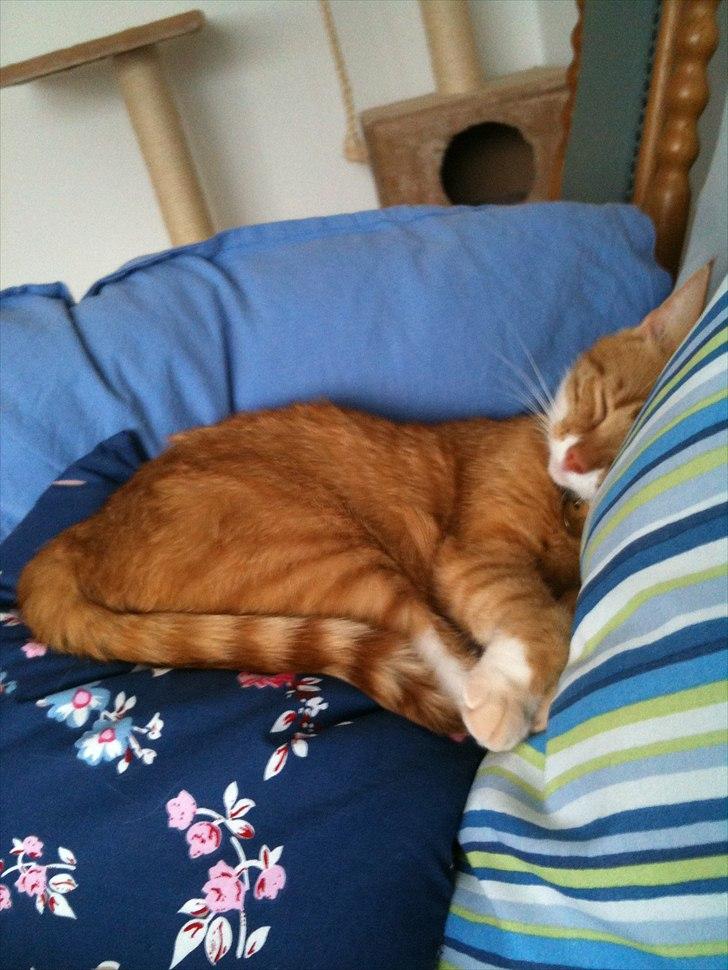 Huskat Bette billede 12