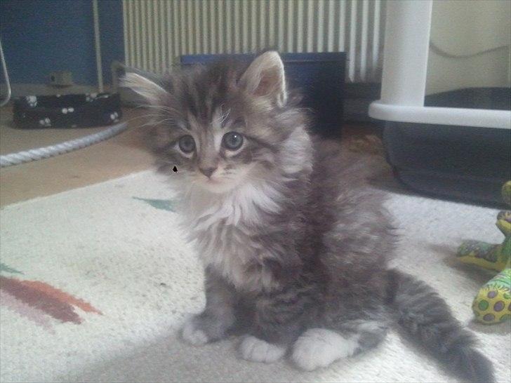 Blanding af racer Fluffy <3 billede 2