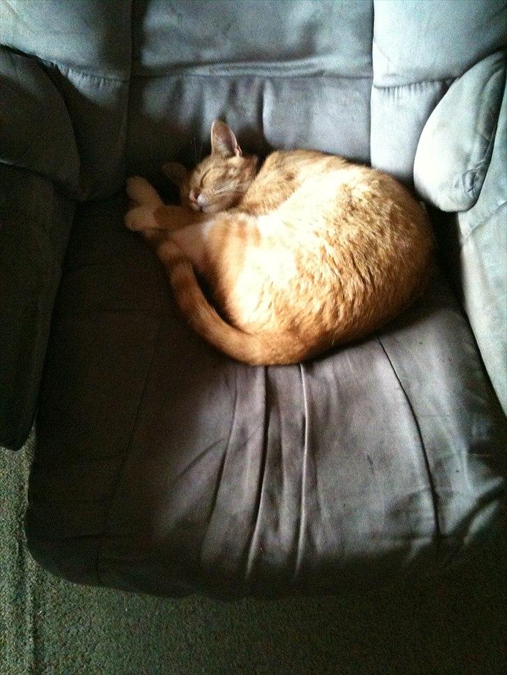 Huskat Coco billede 2