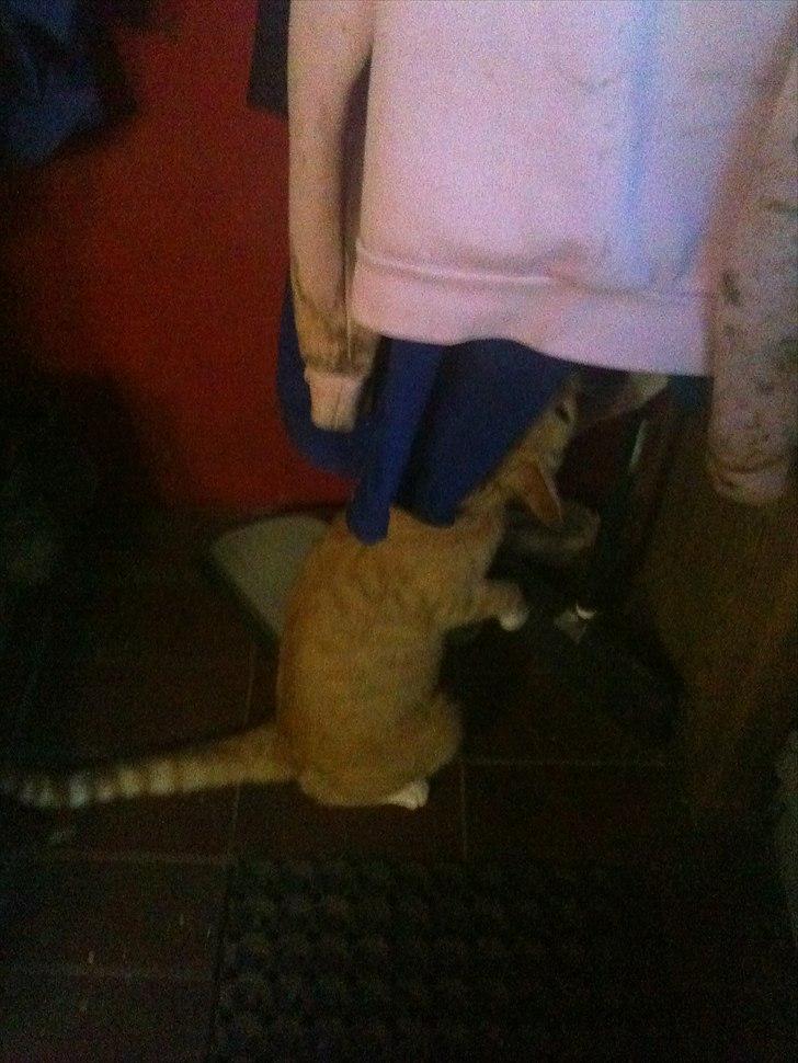 Huskat Coco billede 3