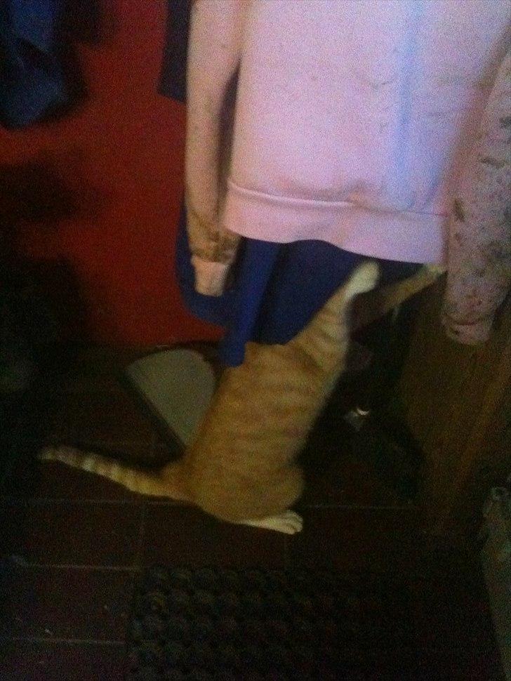 Huskat Coco billede 4