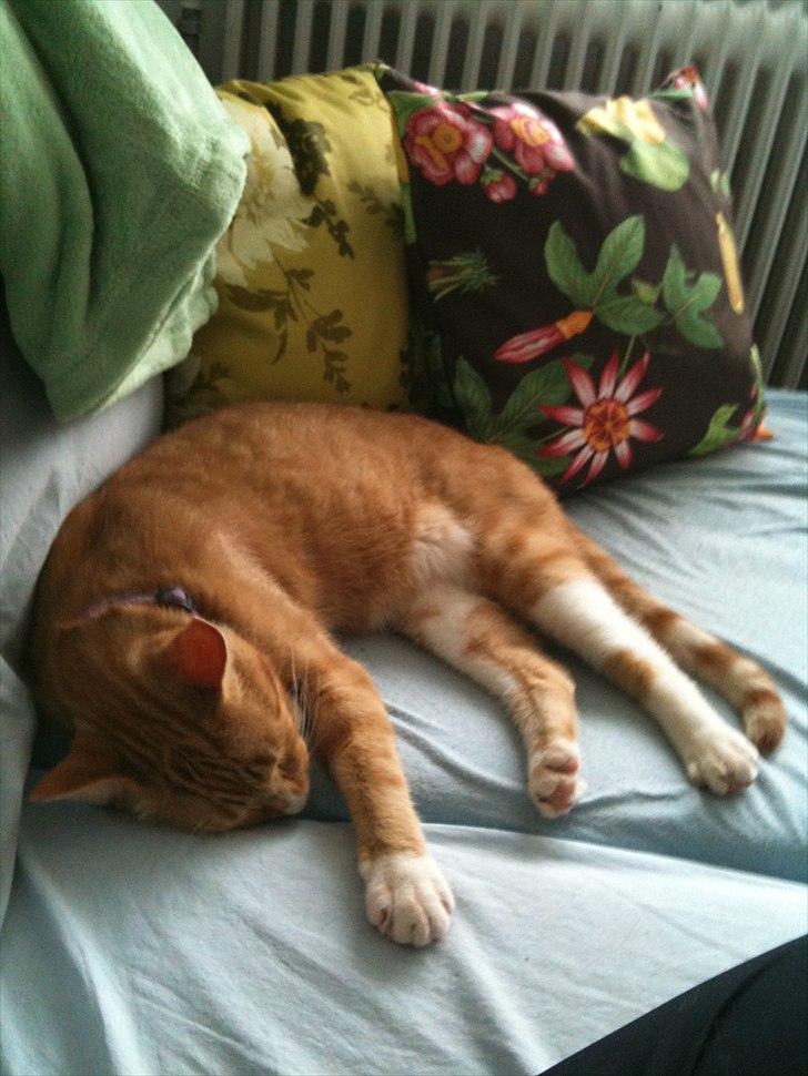 Huskat Coco billede 5