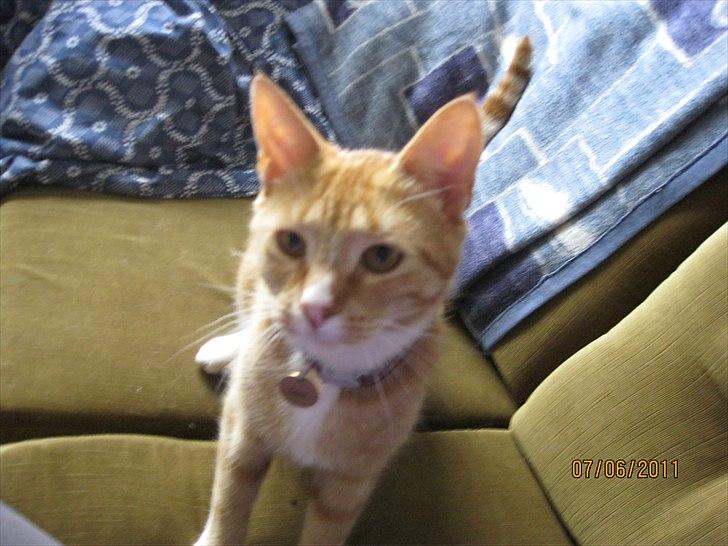 Huskat Coco billede 6