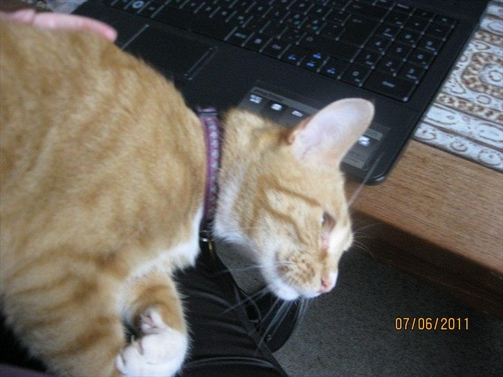 Huskat Coco billede 7