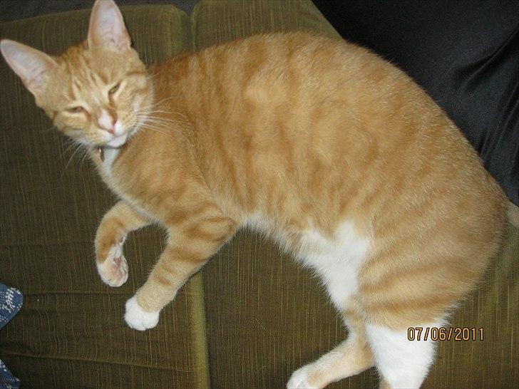 Huskat Coco billede 8