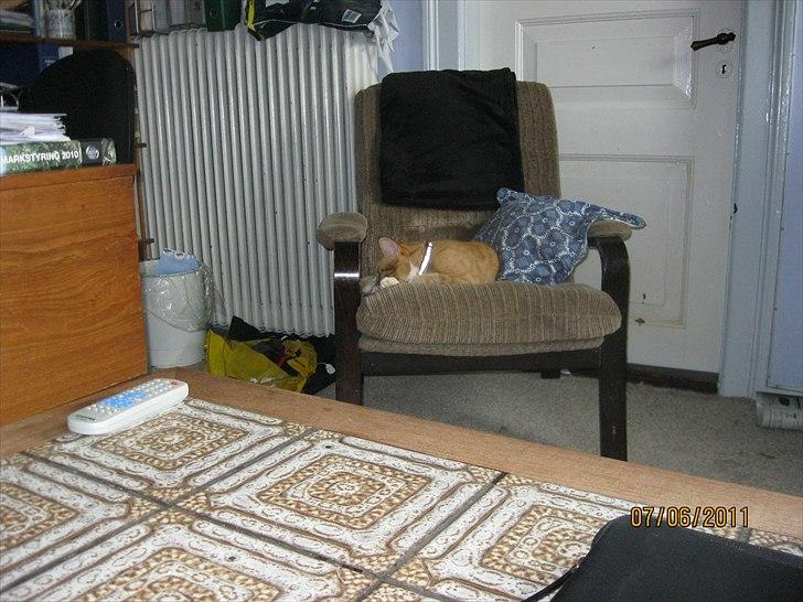 Huskat Coco billede 9