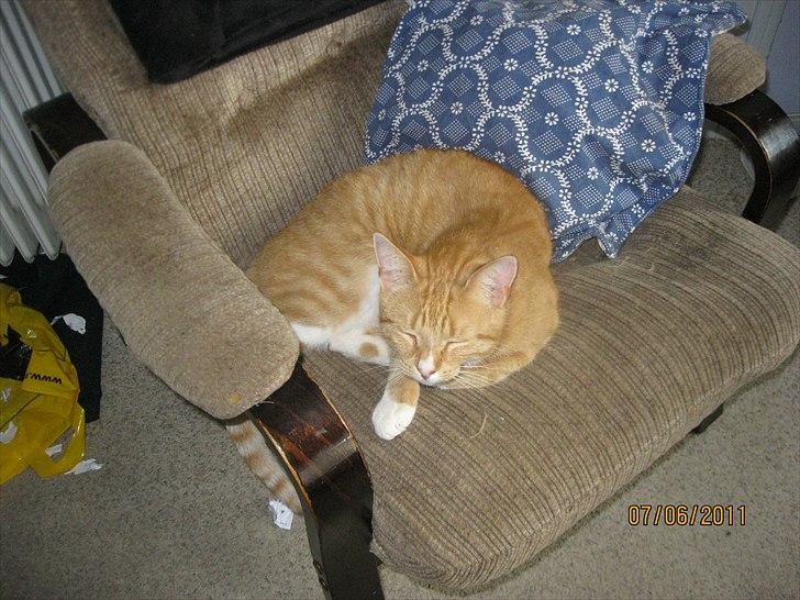 Huskat Coco billede 10