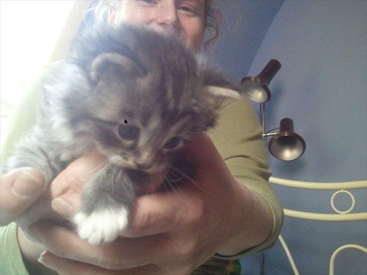 Blanding af racer Fluffy <3 - 3 uger gammel (og plejemor i baggrunden) billede 4