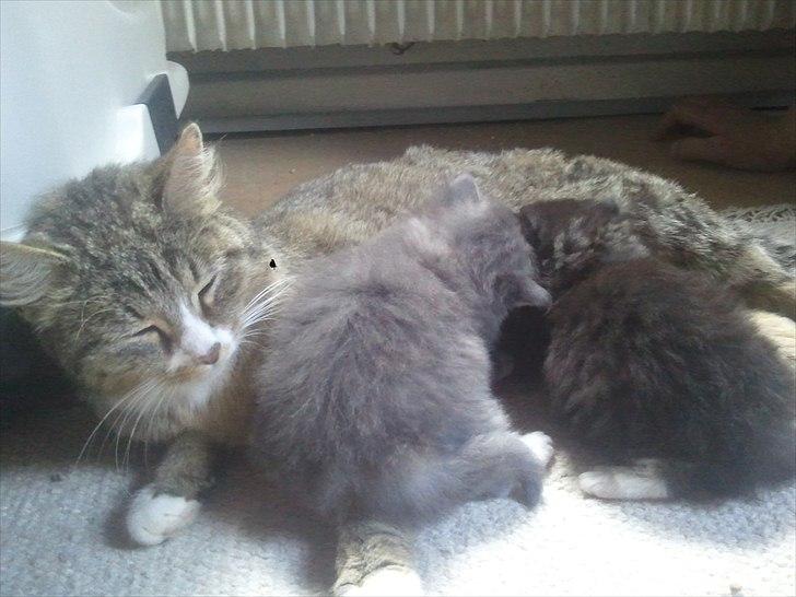 Blanding af racer Fluffy <3 - Mmm, hygge med mor og søster Lilja. billede 5