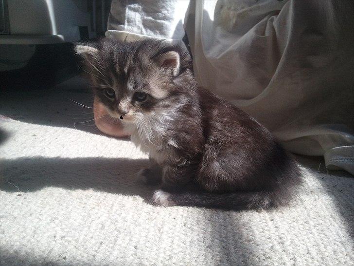 Blanding af racer Fluffy <3 - Lige knap 4 uger, og allerede rigtig lækker! billede 6