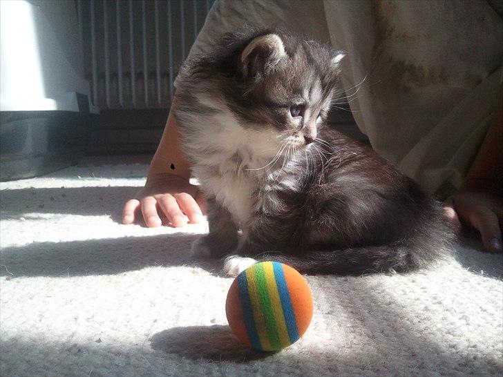 Blanding af racer Fluffy <3 billede 7