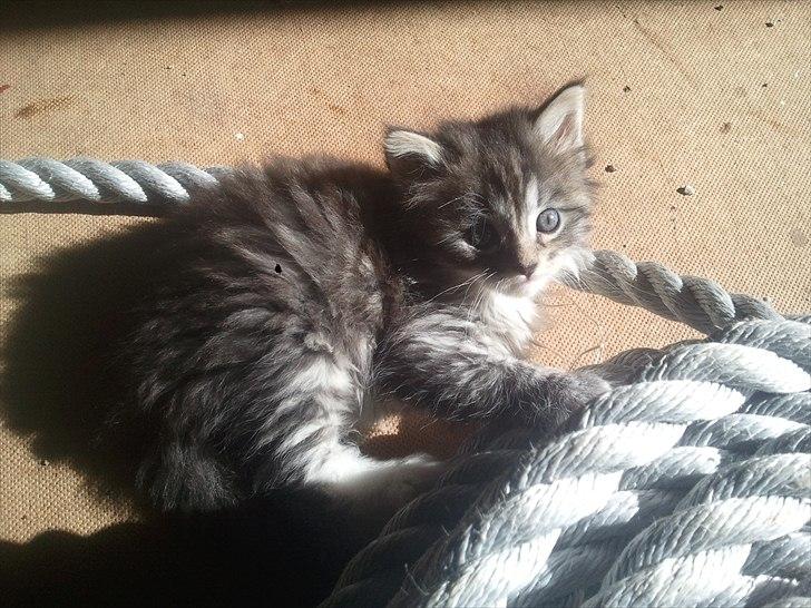 Blanding af racer Fluffy <3 - 5½ uge gammel. Virkelig bisset! billede 8