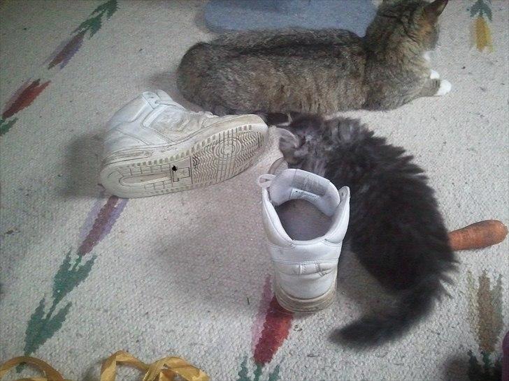 Blanding af racer Fluffy <3 - 6 uger gammel og på opdagelse... billede 9