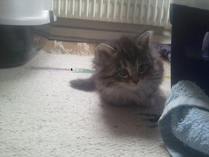 Blanding af racer Fluffy <3 billede 10