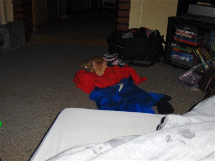 Huskat Coco billede 11