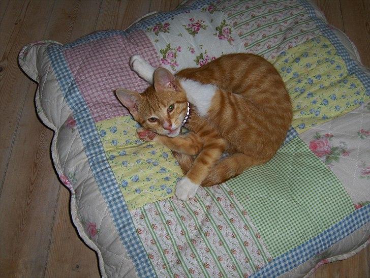 Huskat Coco billede 12