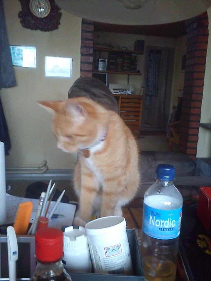 Huskat Coco billede 13