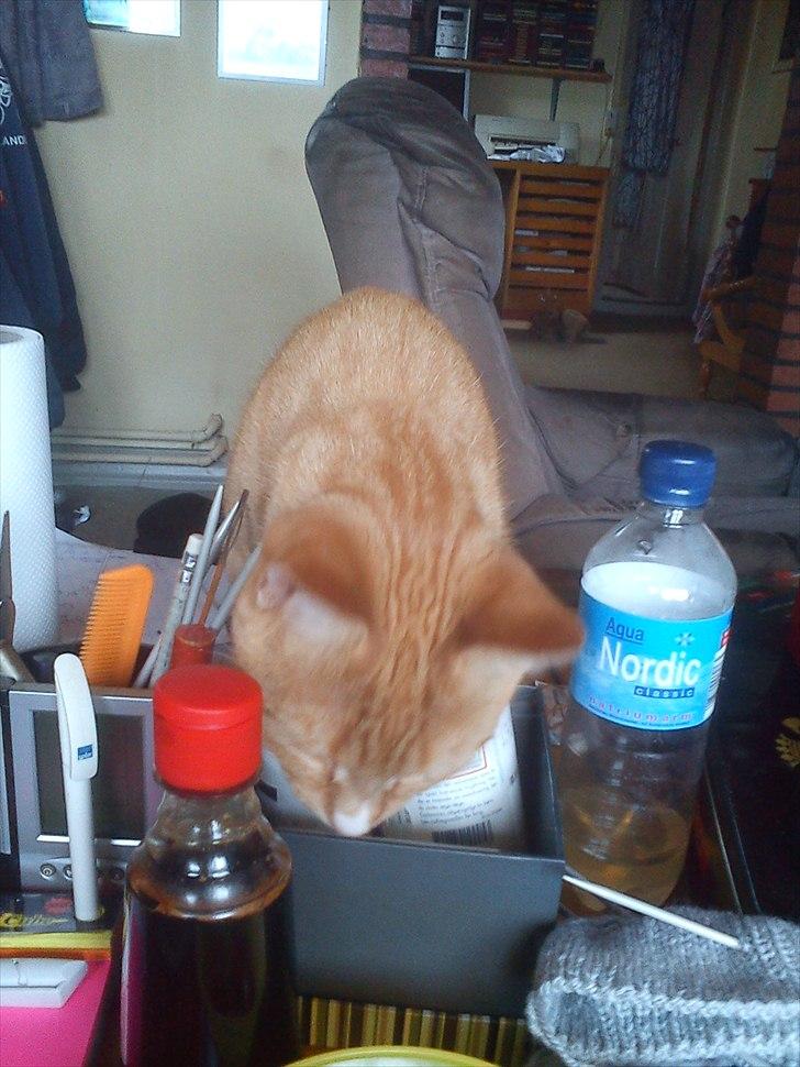 Huskat Coco billede 14