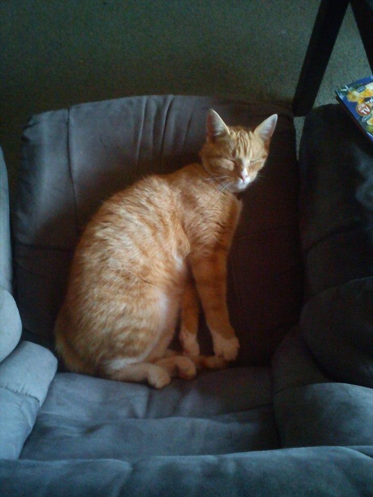 Huskat Coco billede 15