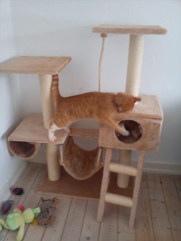 Huskat Coco billede 16