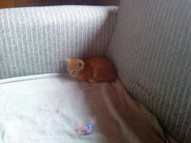 Huskat Coco billede 17