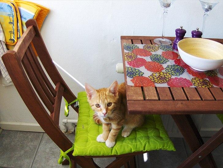 Huskat Coco billede 18