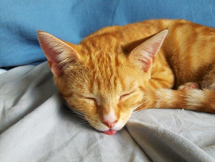 Huskat Coco billede 19