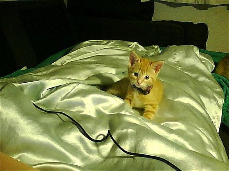 Huskat Coco billede 20