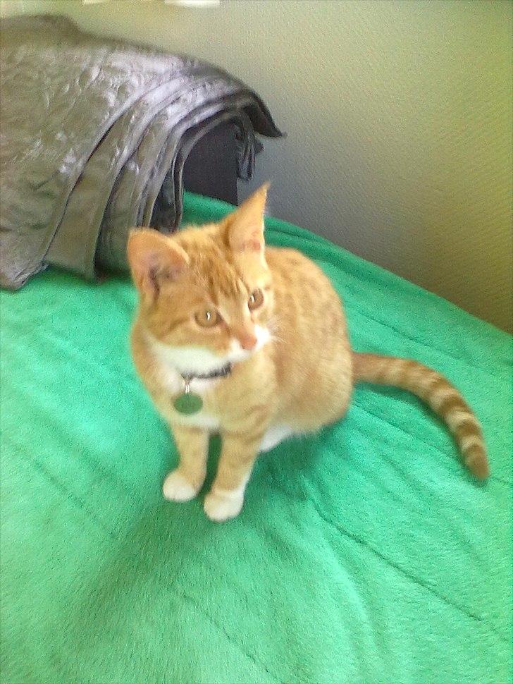 Huskat Bette billede 13