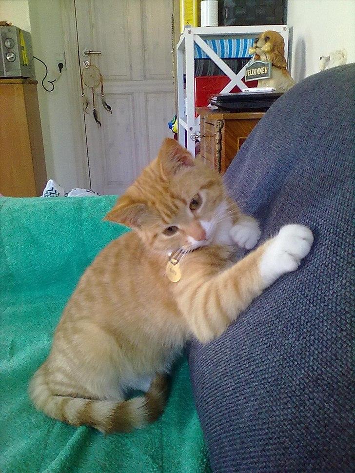 Huskat Bette billede 14