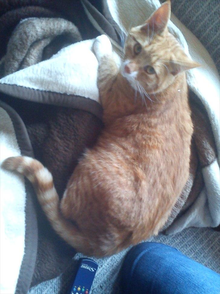 Huskat Bette billede 15