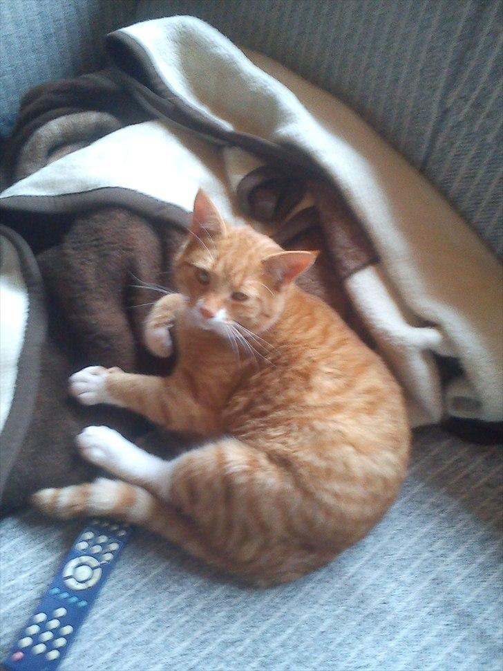 Huskat Bette billede 16