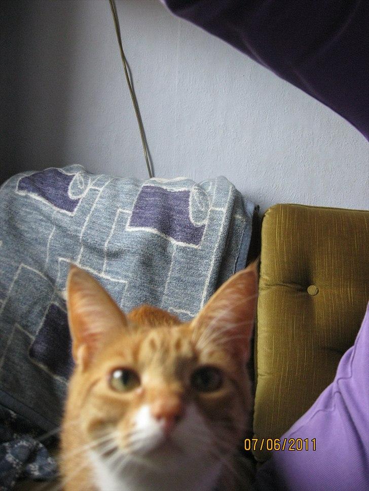 Huskat Bette billede 17