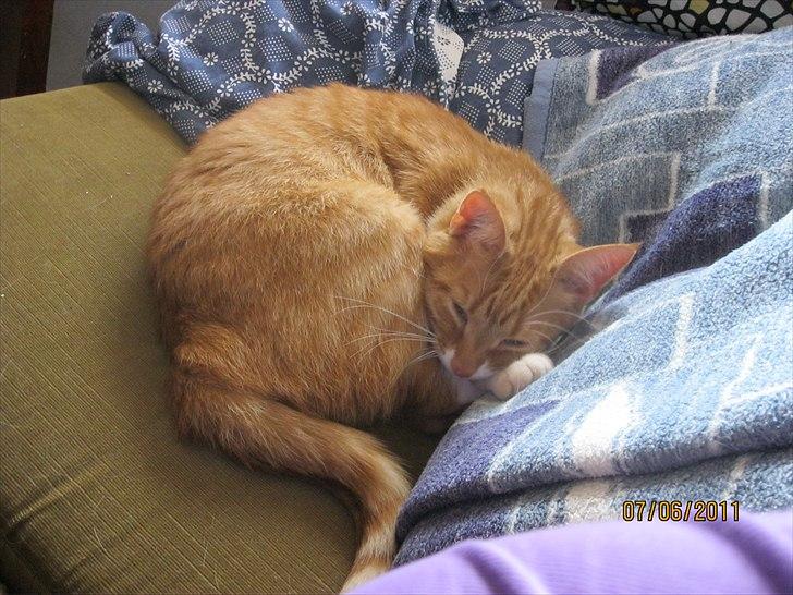 Huskat Bette billede 18