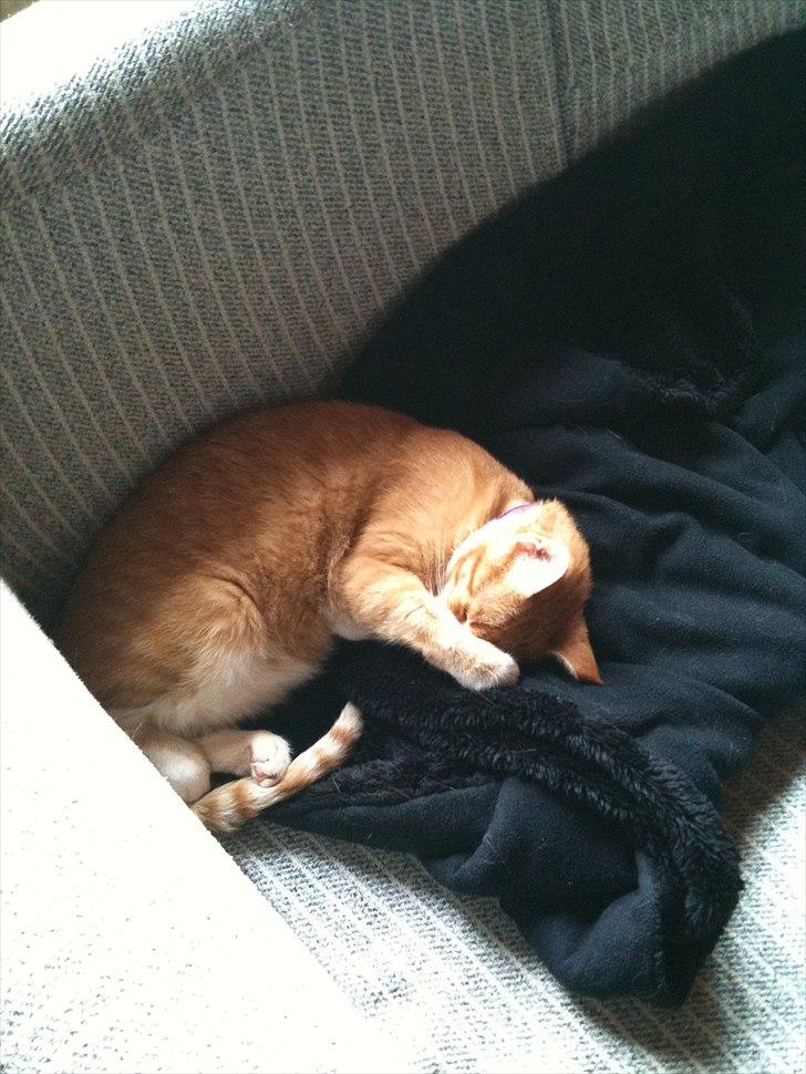 Huskat Bette billede 19