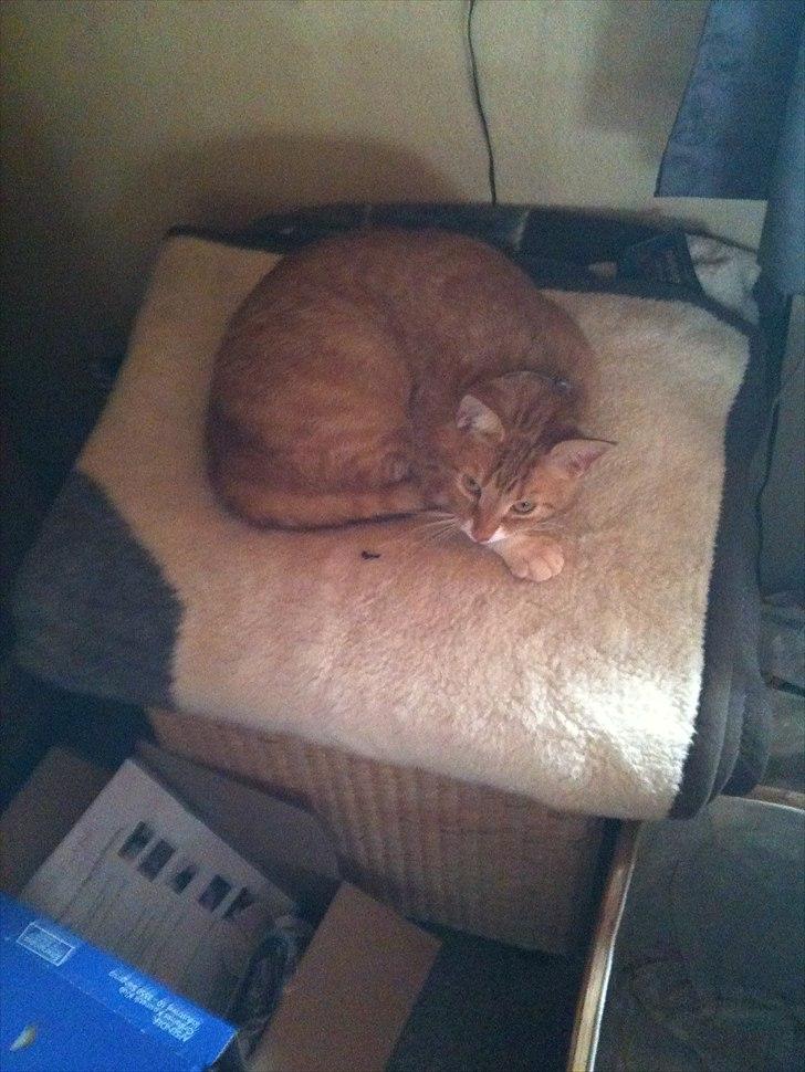 Huskat Bette billede 20