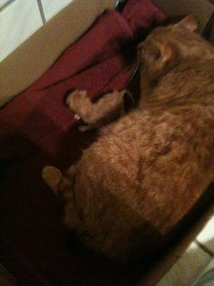 Huskat Loucky billede 1