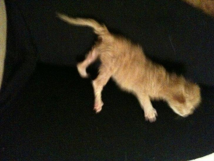 Huskat Loucky billede 2