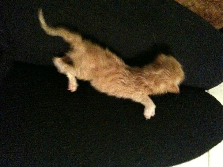 Huskat Loucky billede 3