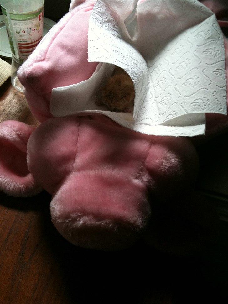 Huskat Loucky billede 4