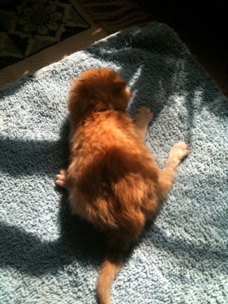 Huskat Loucky billede 5