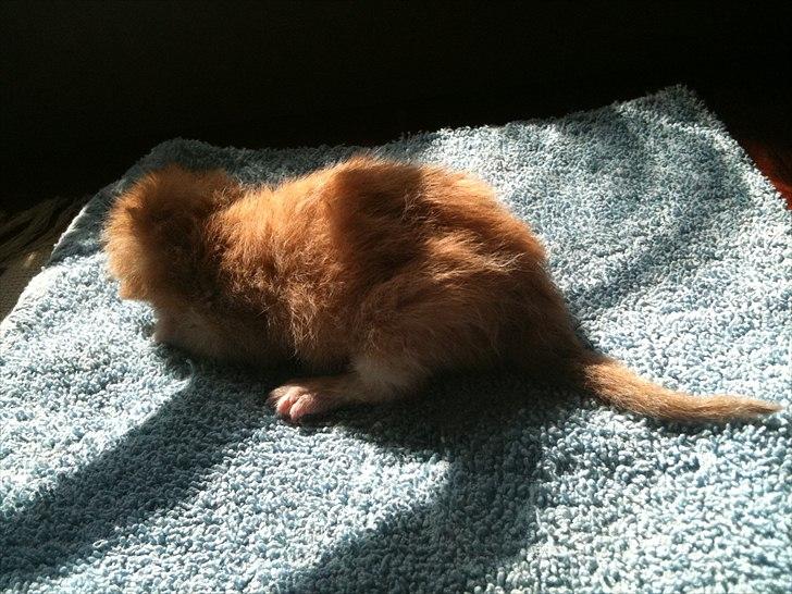 Huskat Loucky billede 6