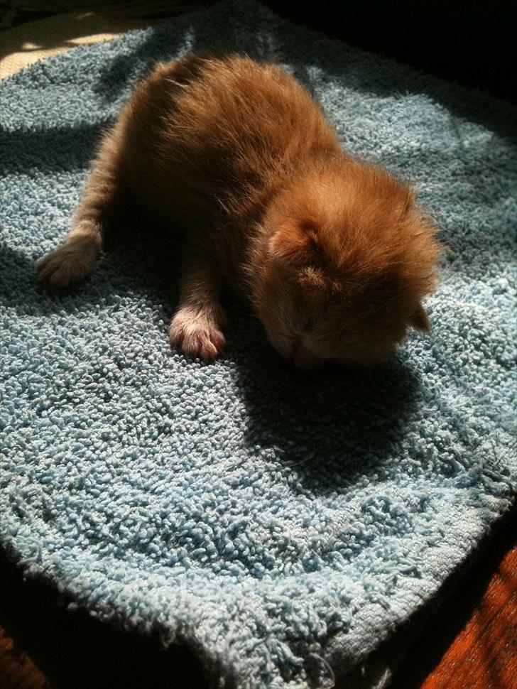 Huskat Loucky billede 7