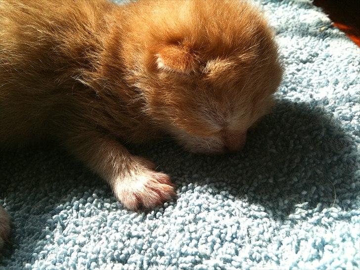 Huskat Loucky billede 8