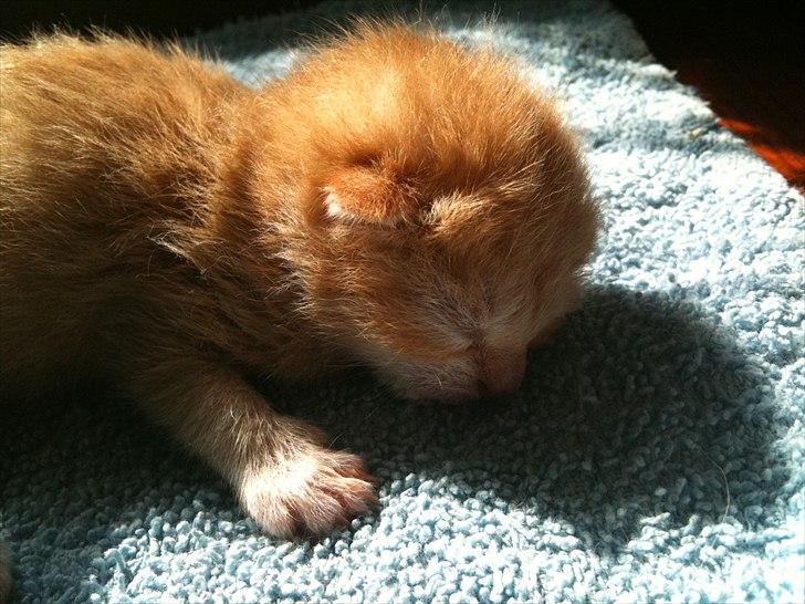 Huskat Loucky billede 9