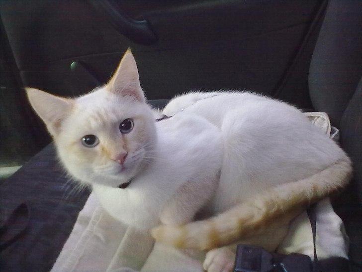 Blanding af racer Simba billede 1