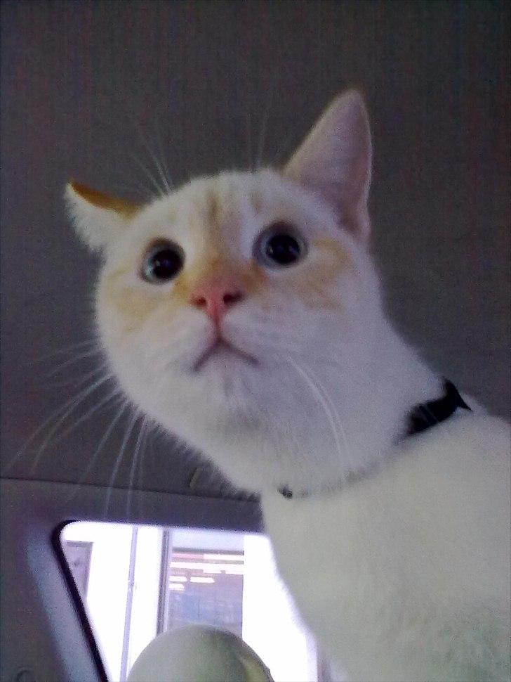 Blanding af racer Simba billede 2