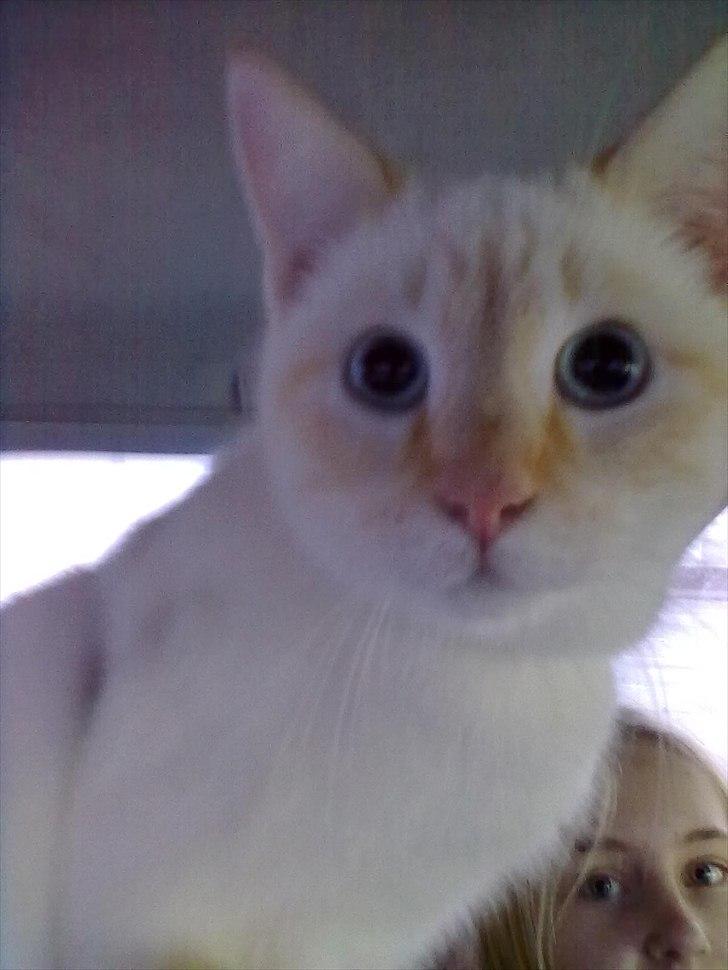 Blanding af racer Simba billede 3