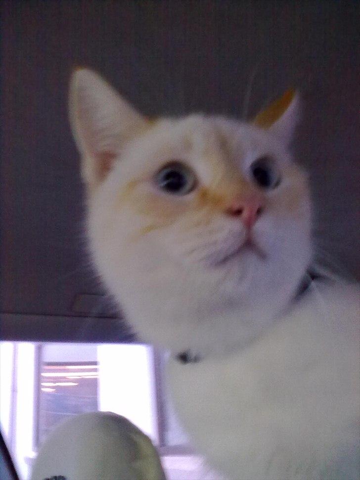 Blanding af racer Simba billede 4