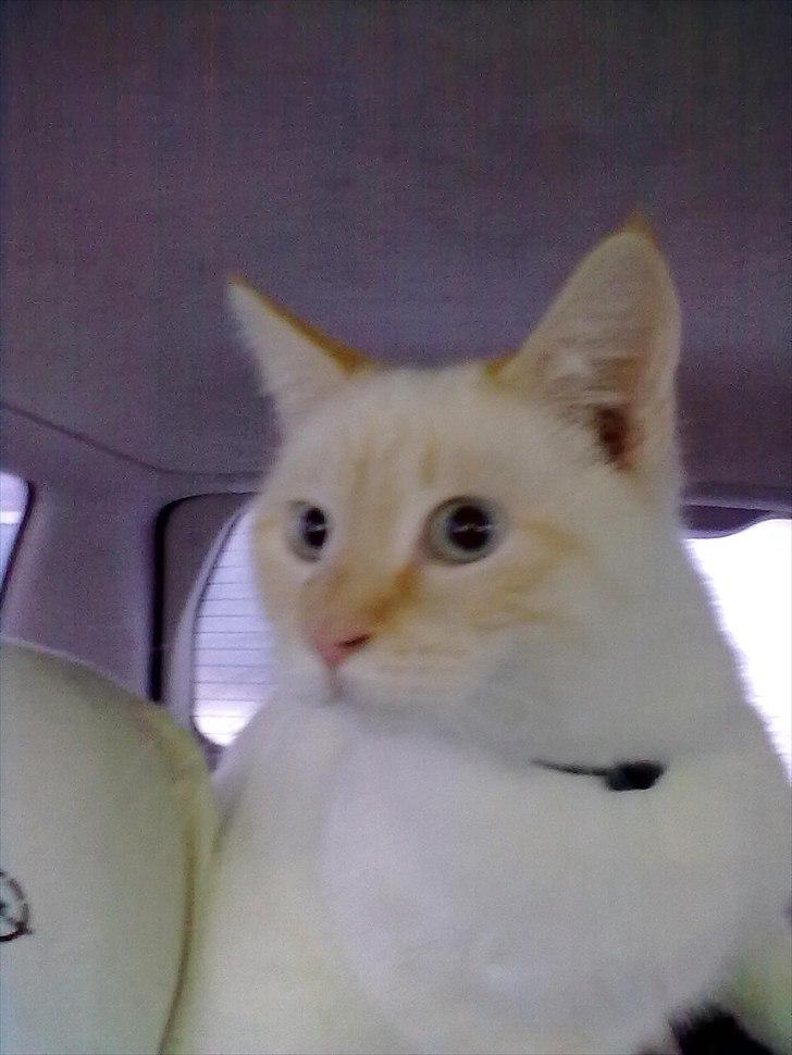 Blanding af racer Simba billede 5